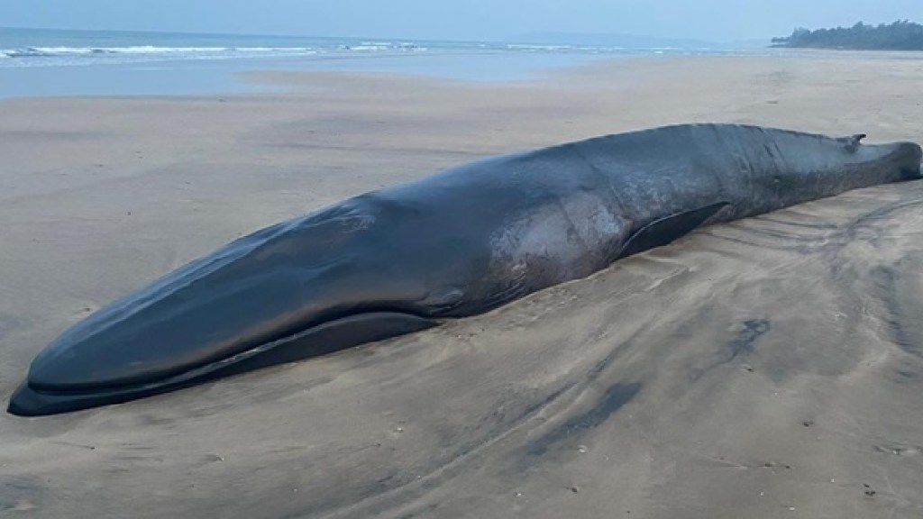 Autopsy of the dead whale by the Goa team Mumbai