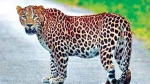 Lepard in Jejuri