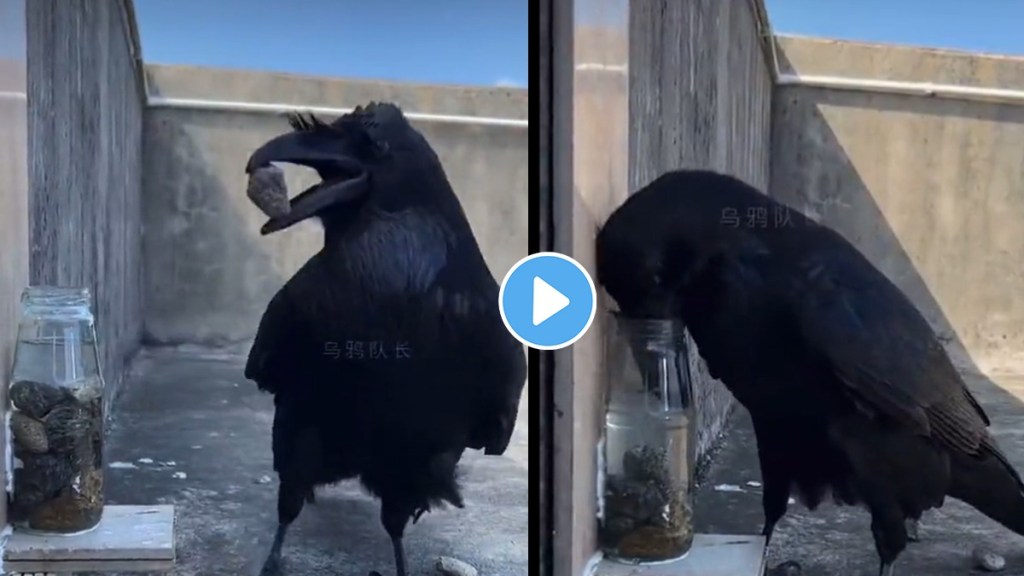 Crow Video