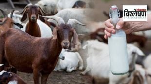 Goat-Milk-Gujarat-Amul