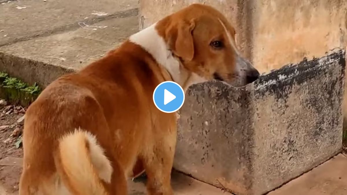 Kerala dog story