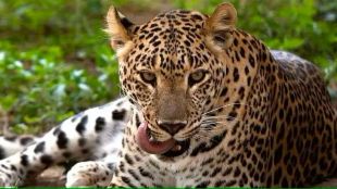 leopard attacked man who was sleeping