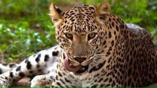 leopard attacked man who was sleeping
