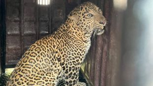 Leopard caught in Pathardi Shiwar area