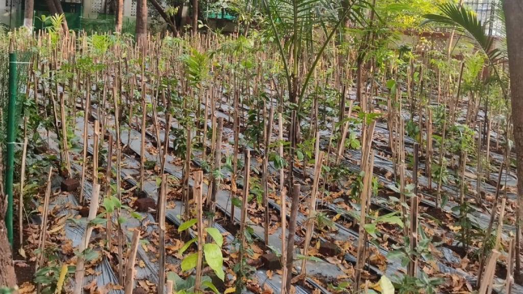 second Miyawaki forest being planted state government's Kama Hospital curb rising pollution Mumbai