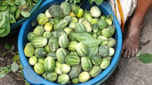 Musk Melon fruit is expensive in the market uran