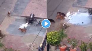 roup of Dogs drop the cycle of milkman and runout funny video viral on social media