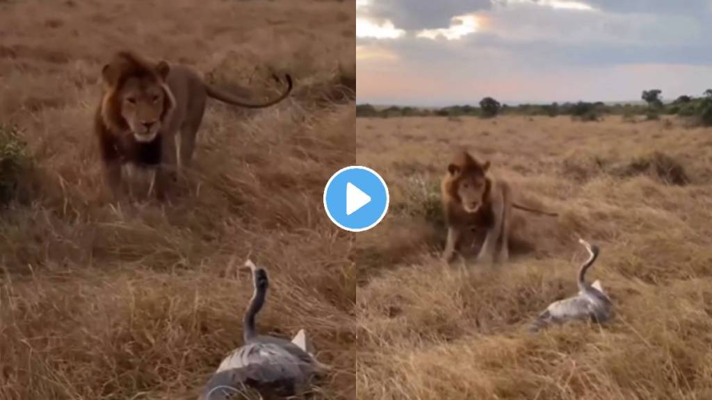 lion scared bird wildlife animal video viral on social media trending news