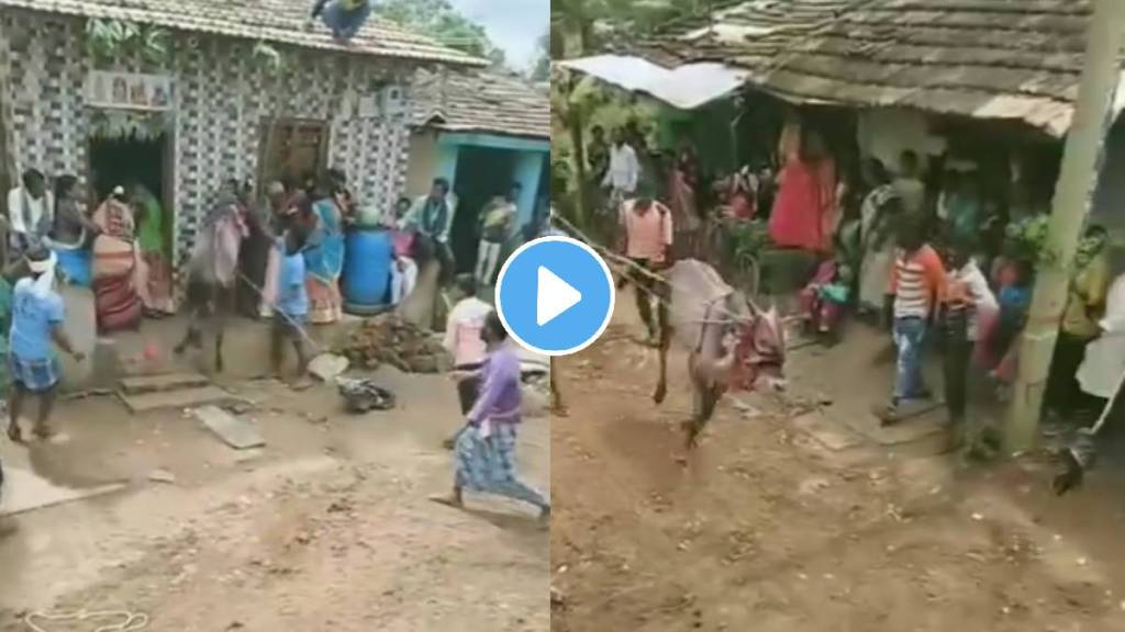 bull attack on women and entered in home Shocking Video Viral On Social Media