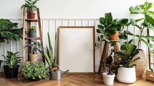 definitely plant these indoor plants in the house