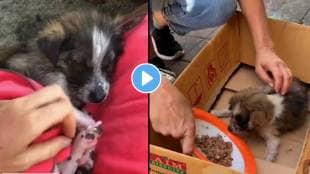 The woman adopted the injured street dog Watch the heartwarming video