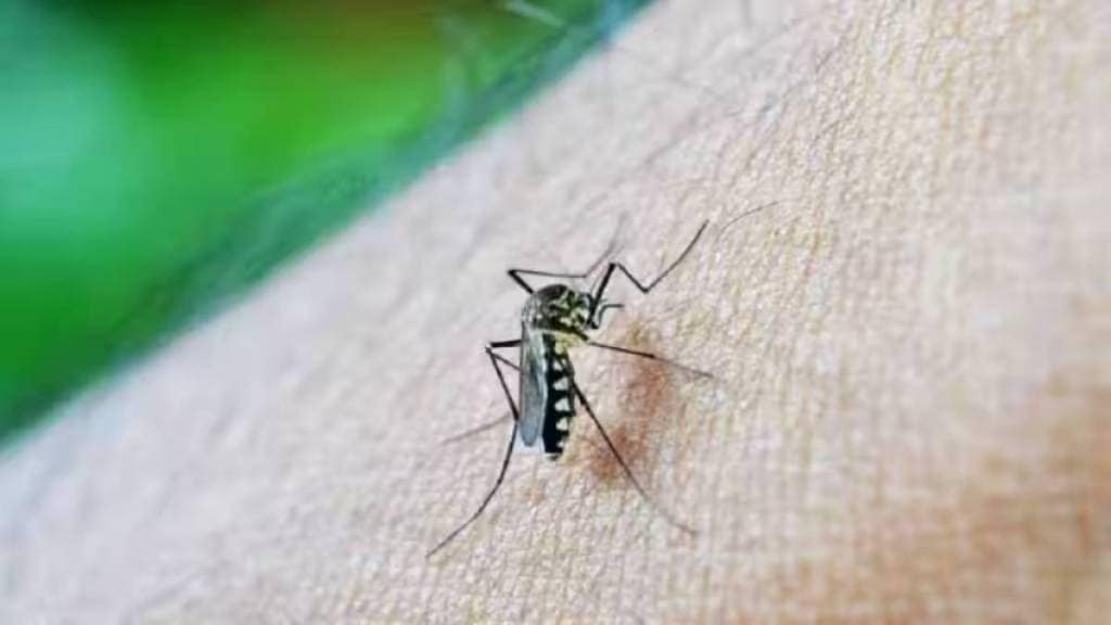 dengue Pimpri Chinchwad