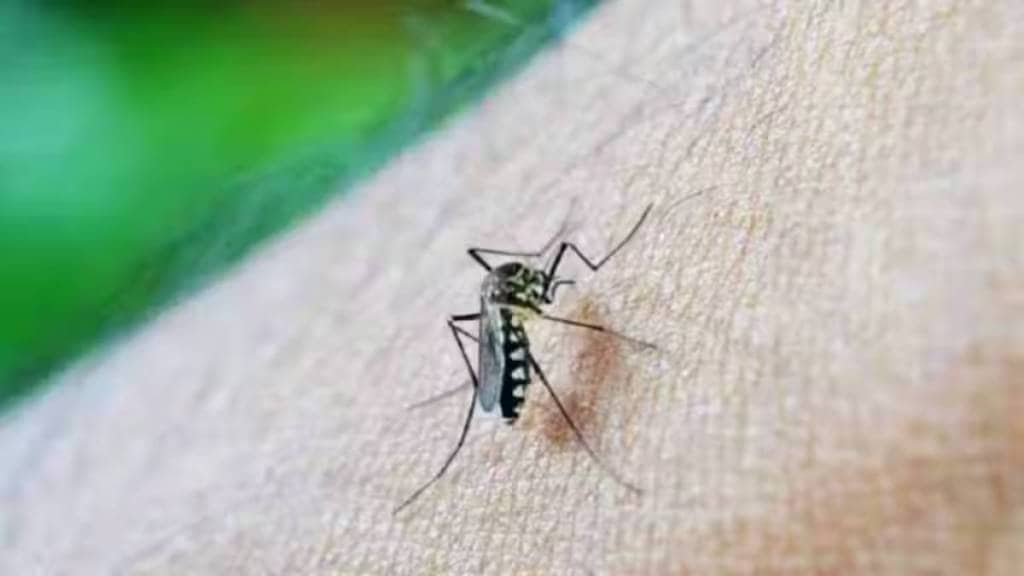 East Vidarbha dengue patients