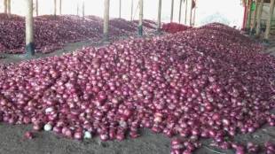 price of onion amravati