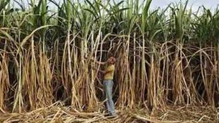 sugar mills in Satara