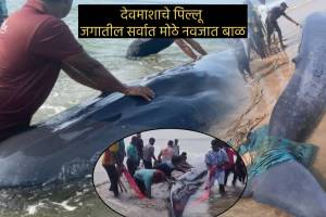 Blue Whale at Ganpatipule Goes Back In The Sea Watch Video Unknown Facts About Blue Whales Weight how long They Live On land