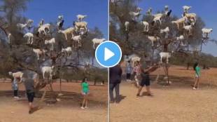Goats group climbed on tree together tourists take selfie watch shocking viral video