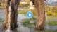 Water has been flowing from a 150 year old tree for 20 years Watch the video for sure