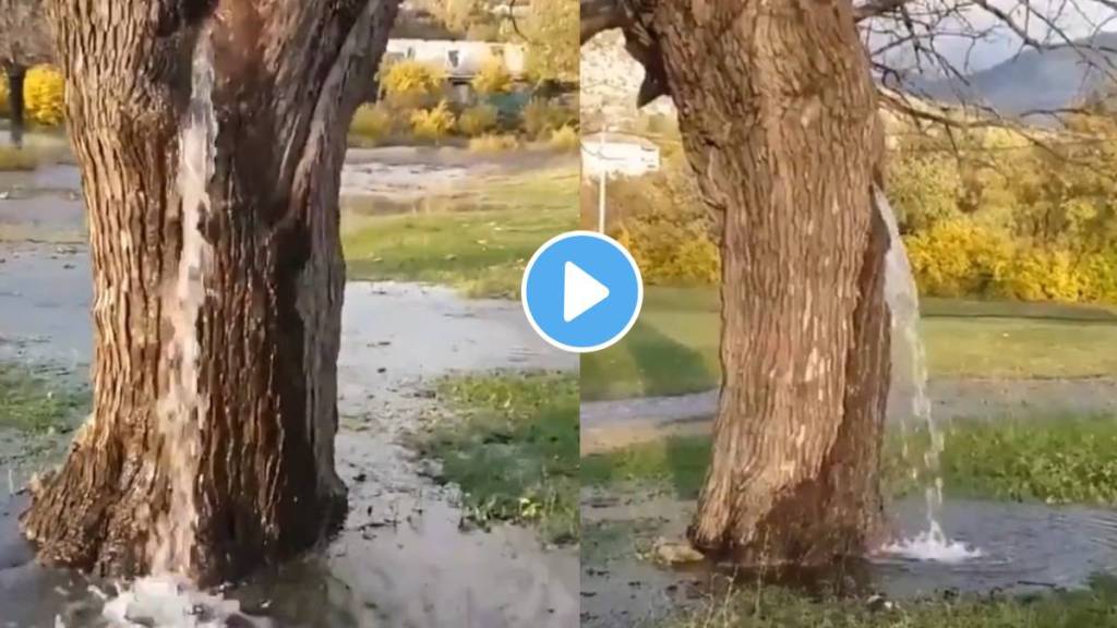 Water has been flowing from a 150 year old tree for 20 years Watch the video for sure