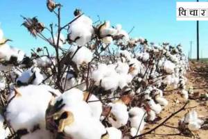 cotton India