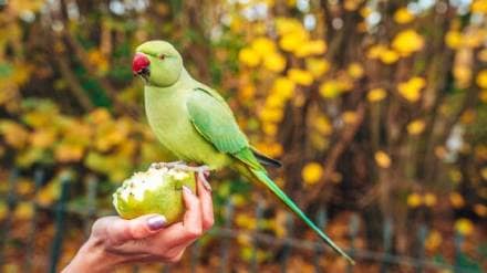 know how parrots talk like humans what is the reason behind it
