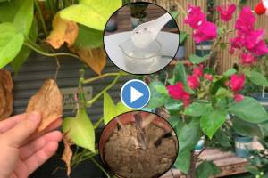 Video Jugaad Make Dried Leaves Green Again Tulsi Hibiscus Plants at Home Gardening 200 Ml Water Can Save Your Lots of Money