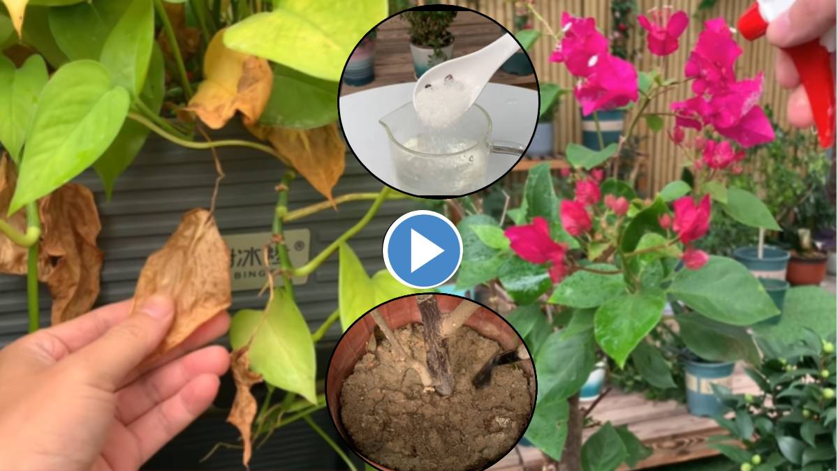 Video Jugaad Make Dried Leaves Green Again Tulsi Hibiscus Plants at Home Gardening 200 Ml Water Can Save Your Lots of Money