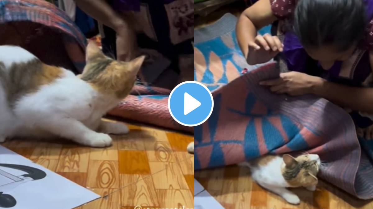 A game of hide and seek between the owner and the cat watch viral video