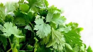 Coriander prices down pune