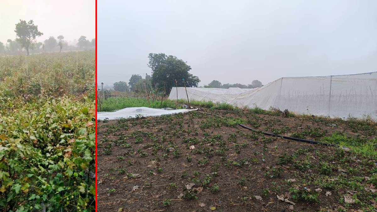 Buldhana district unseasonal rain