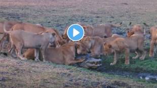 10 lions pounce on crocodile to feast on it shocking video viral on social media