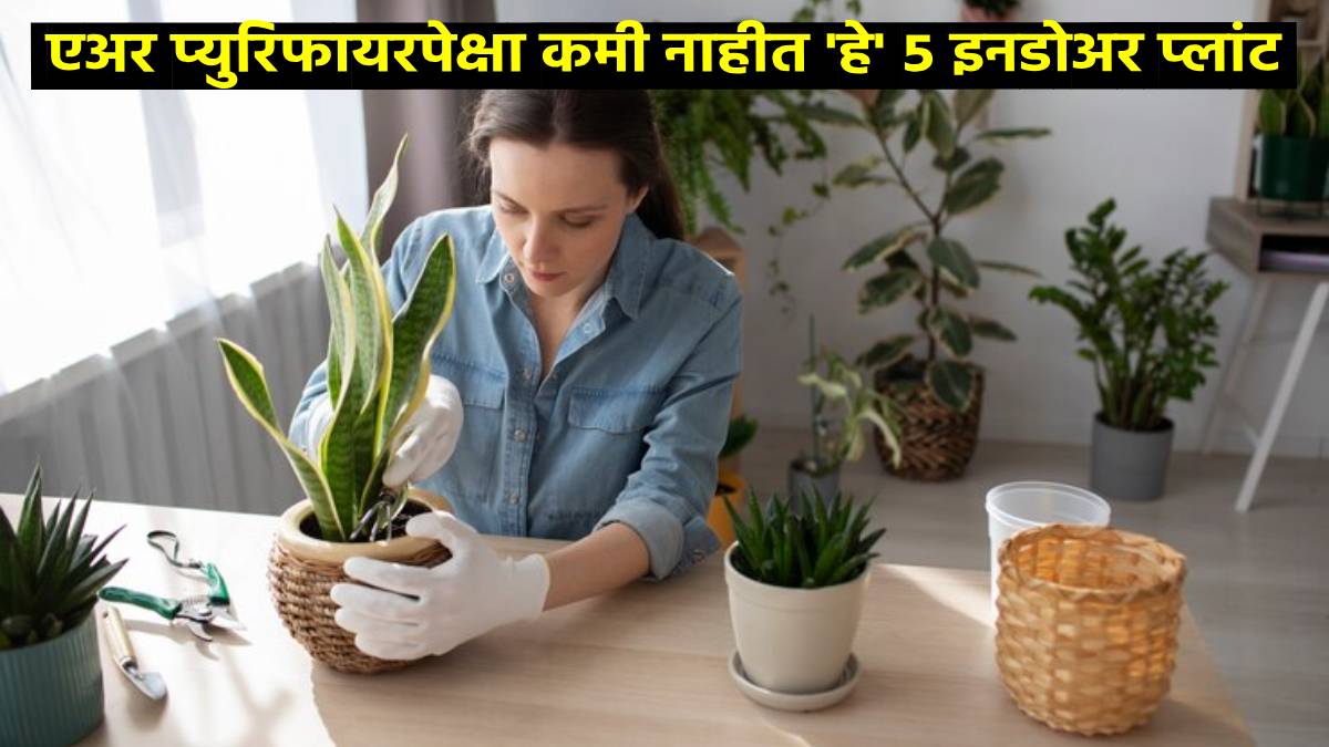 nasa suggest poor air quality can be improved by these 5 indoor air purifier plants