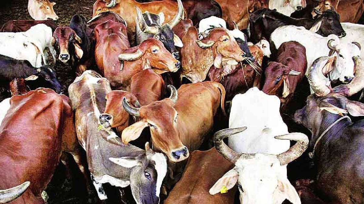 Things You Didn't Know About Cows From having best friends to possessing uncanny senses, there is a lot to know