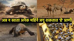 these 6 animals can survive months without food and water