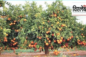 Loksatta explained What will be achieved by reimbursement of import duty on oranges