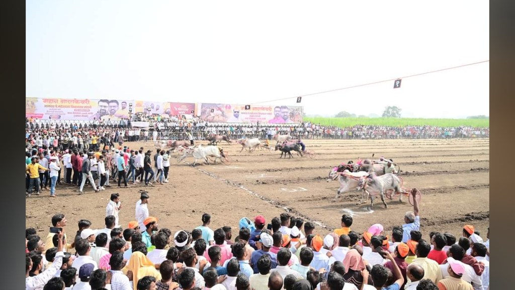 Chakdi bullock cart race at the ghat in Chakan
