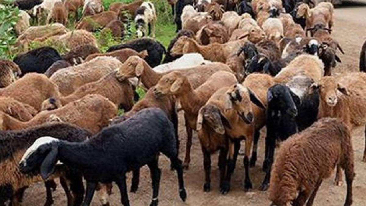 slaughter-of-over-10000-goats