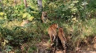 Sighting of 5 tigers together waves of joy among tourists