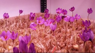 Successful experiment of saffron cultivation in closed room with the help of aeroponics technology in Nagpur