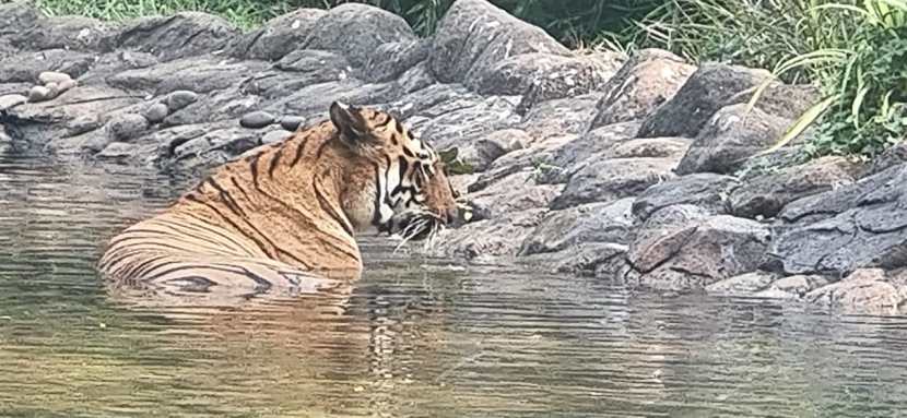 या बछड्यांपैकी एक मोठा बछडा आता त्याच्या वडिलांसोबत पाण्यातही खेळतो. (फोटो - दीपक जोशी)