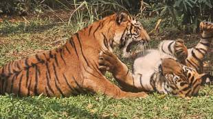 Tiger in Ranibaug