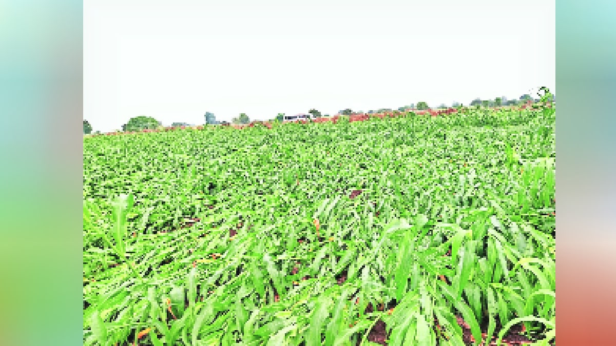 Unseasonal rain and hailstorm hit 91 talukas in 16 districts