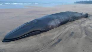 Baby Whale Fish Death