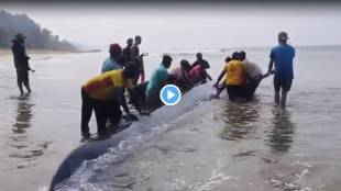 Whale fish in ratnagiri