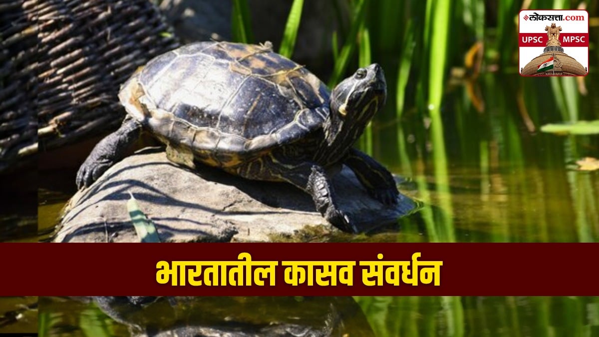 turtle conservation