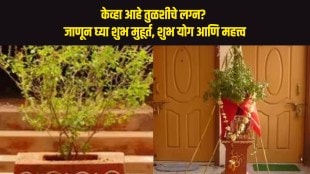 Tulsi Vivah 2023 Date Time and Muhurt Tulsi Marriage Auspicious Time Auspicious Yoga and Significance