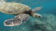 turtle Guha and Bageshree