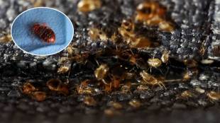 bedbugs outbreak in Seoul