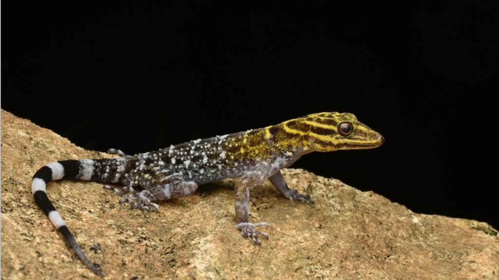 cnemaspis rashidi new species of gecko, cnemaspis rashidi in tamilnadu