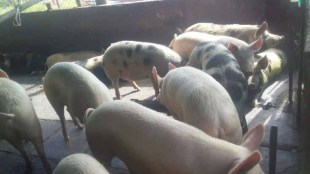 mahalunge pigs theft, pigs thieve in pune, 4 arrested for stealing pigs in pune